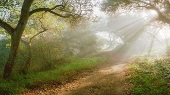 Backgrounds Scenic A (20)