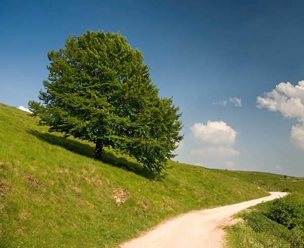 Backgrounds Scenic A (13)