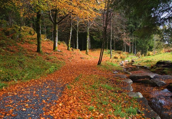 Backgrounds Scenic A (15)