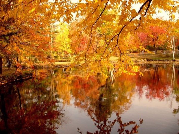 Backgrounds Scenic A (17)