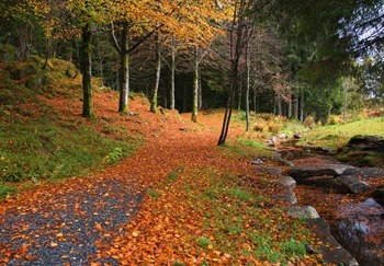 Backgrounds Scenic A (15)